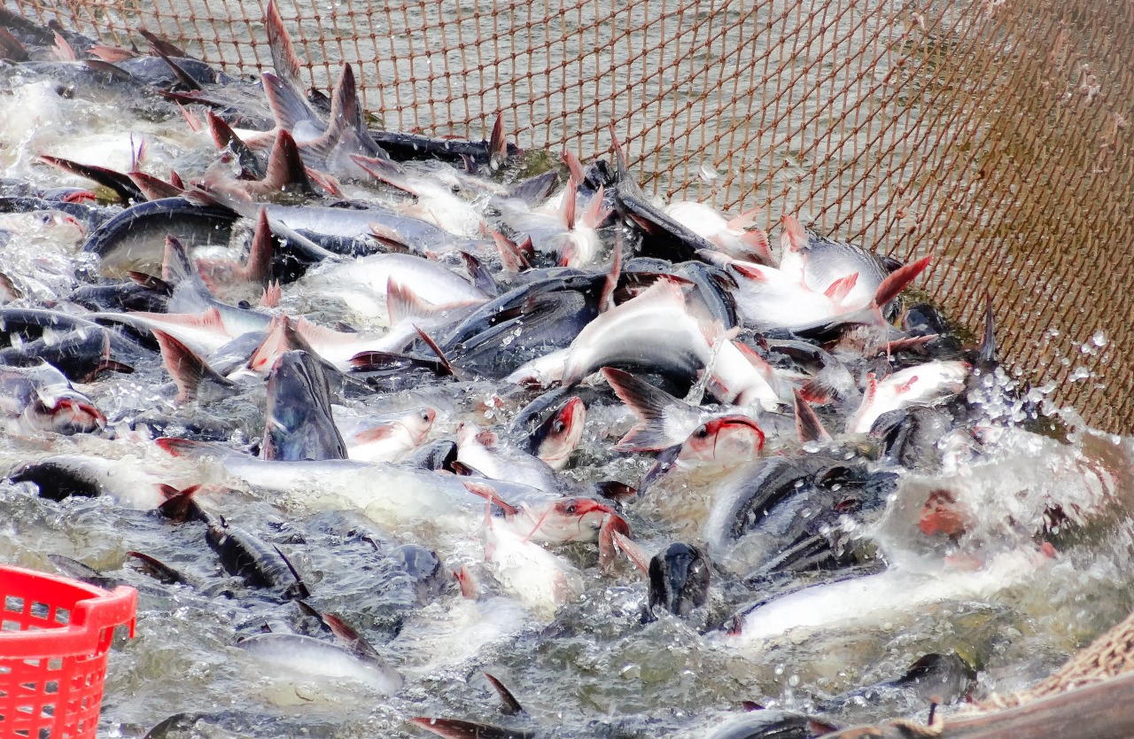 Les exportations de poissons tra vers le Brésil multipliées par plus de 1,5